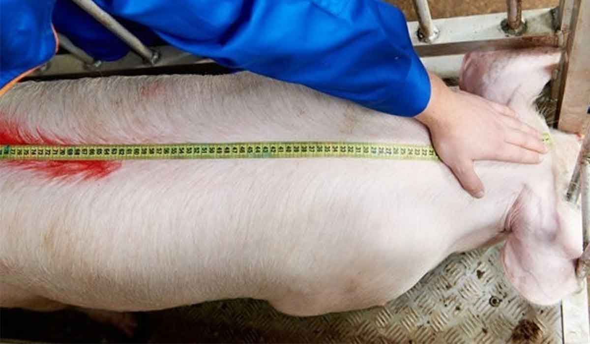 Cum calculezi, de fapt, greutatea unui porc fara a avea un cantar la indemana