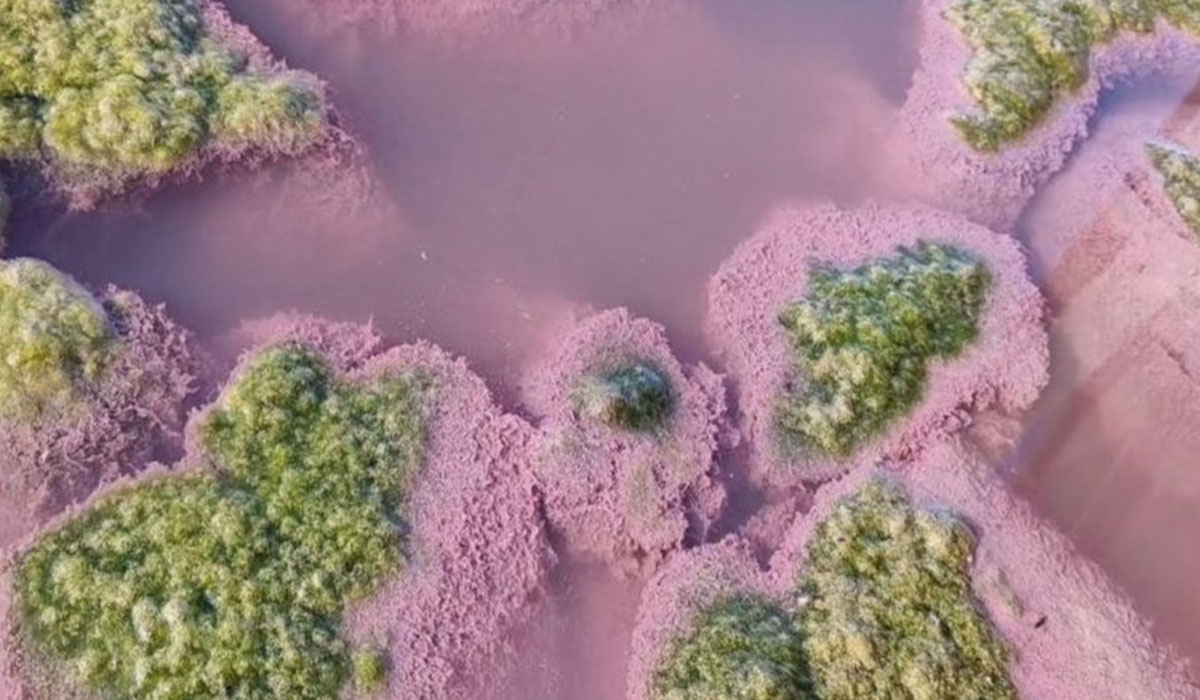 Turistii au ramas uluiti! Fenomen straniu in Romania! Lacul Techirghiol a devenit roz. Ce inseamna, de fapt, acest lucru