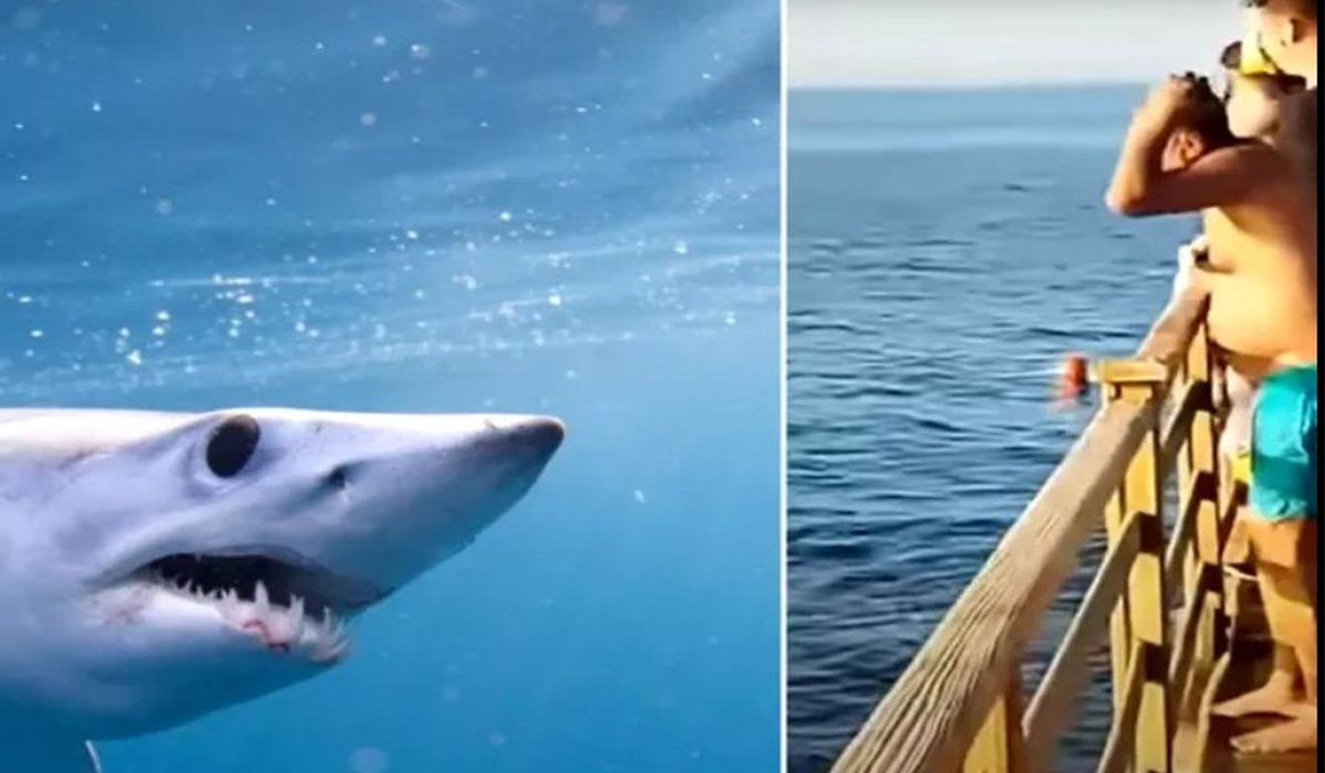 Ministerul de Externe, anunt dupa moartea turistei romance atacata de un rechin