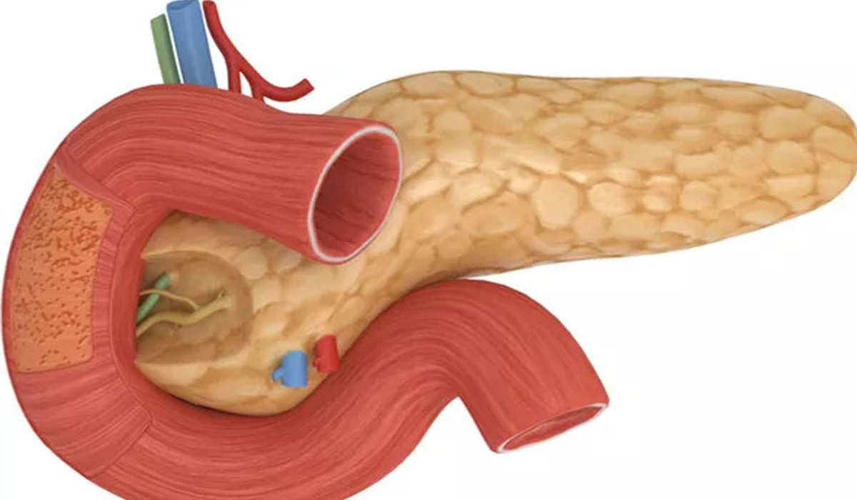Pancreasul plin de toxine duce la BOLI GRAVE. Cum poate fi curatat