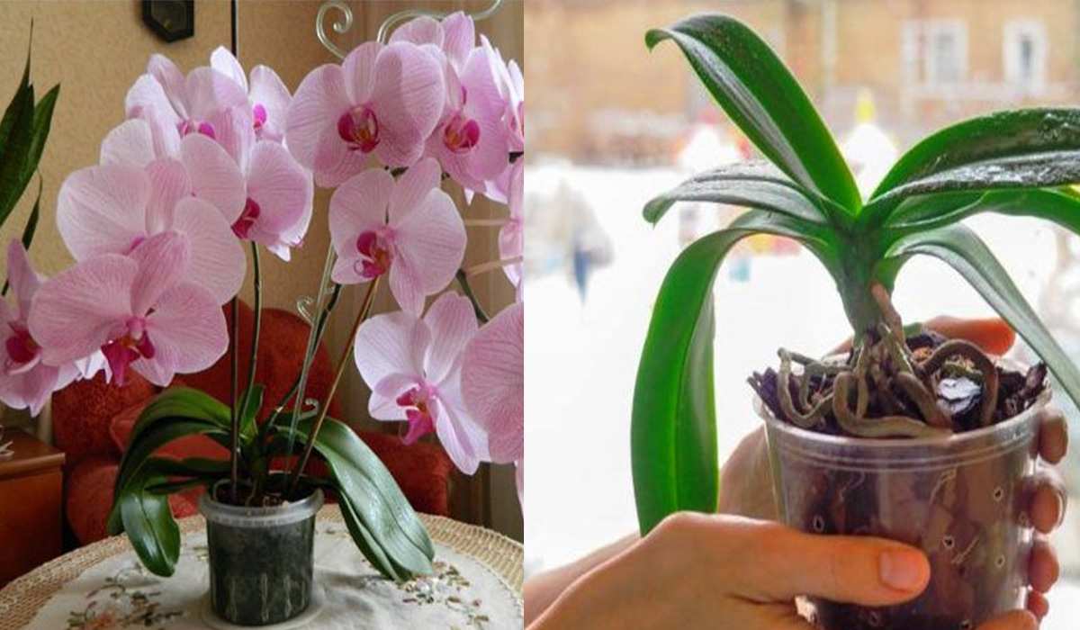 Cum se ingrijesc corect orhideele iarna.