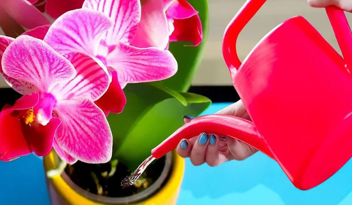 Cum sa faci orhideele sa infloreasca pe tot parcursul anului. Adauga un singur ingredient in apa de udat