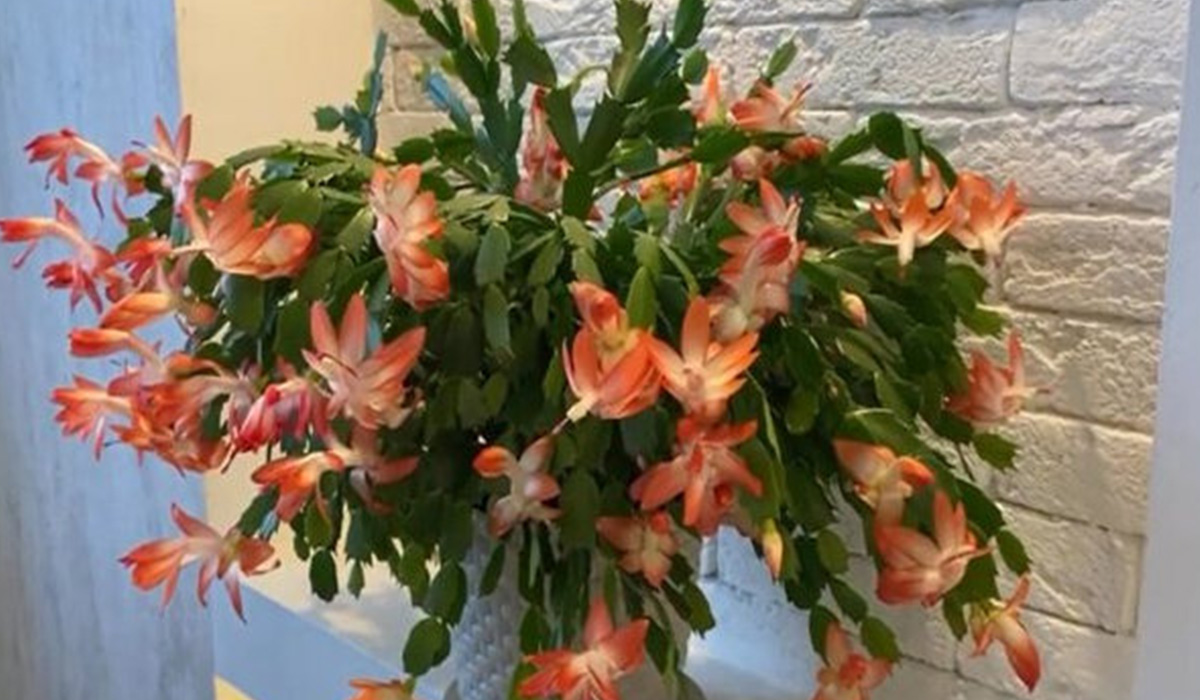 Cactusul Craciunului ( Craciunita) face multe flori, doar daca este ingrijit bine – Iata ce trebuie sa faci