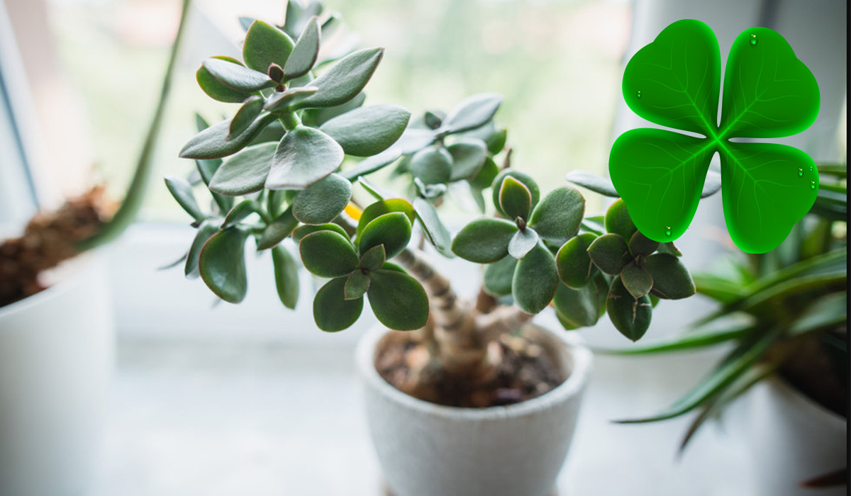 6 plante care iti aduc norocul, bogatia si sanatatea in casa ta