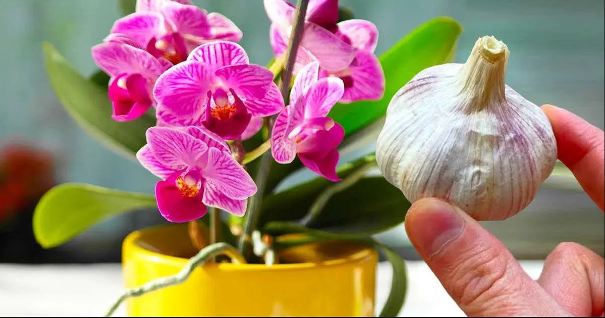 Cum sa faci o orhidee sa infloreasca din nou rapid folosind usturoi