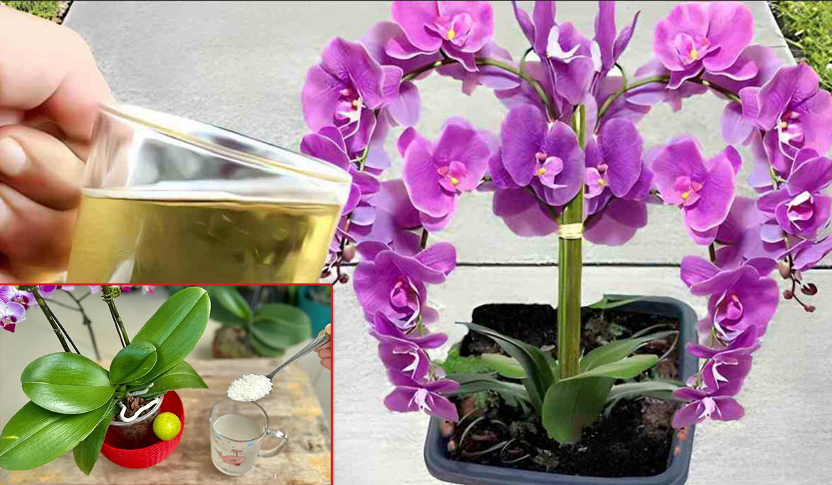 Acesta este ingredientul cu care trebuie sa uzi orhideea pentru a o face sa infloreasca tot anul, trucul pe care trebuie sa-l afli