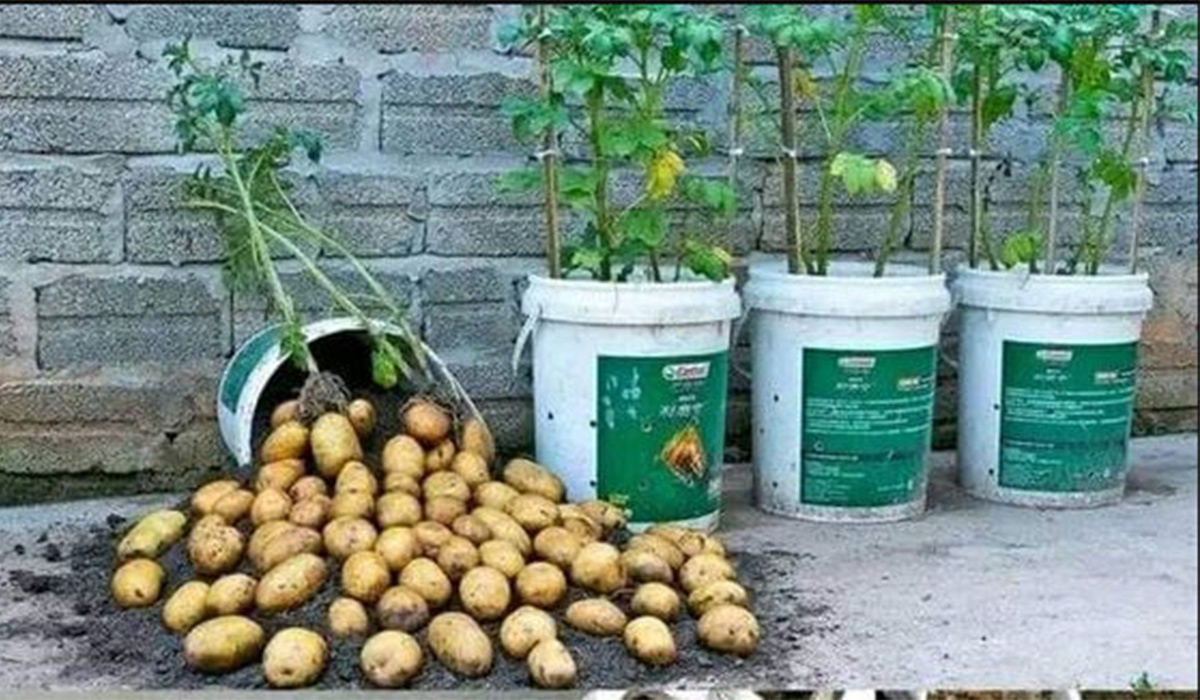 Secretul unei recolte bogate: Cum sa cresti cartofi in ghivece