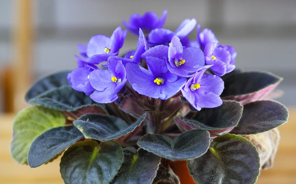 Sase plante care aduc norocul, bogatia si sanatatea in casa ta