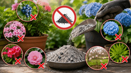 Ce plante nu trebuie fertilizate...